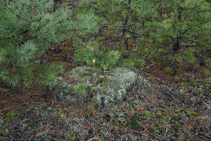 Rostoczek 11.2008 016